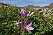 80 Colchico d'autunno (Colchicum autumnale) con vista in Tre Signori